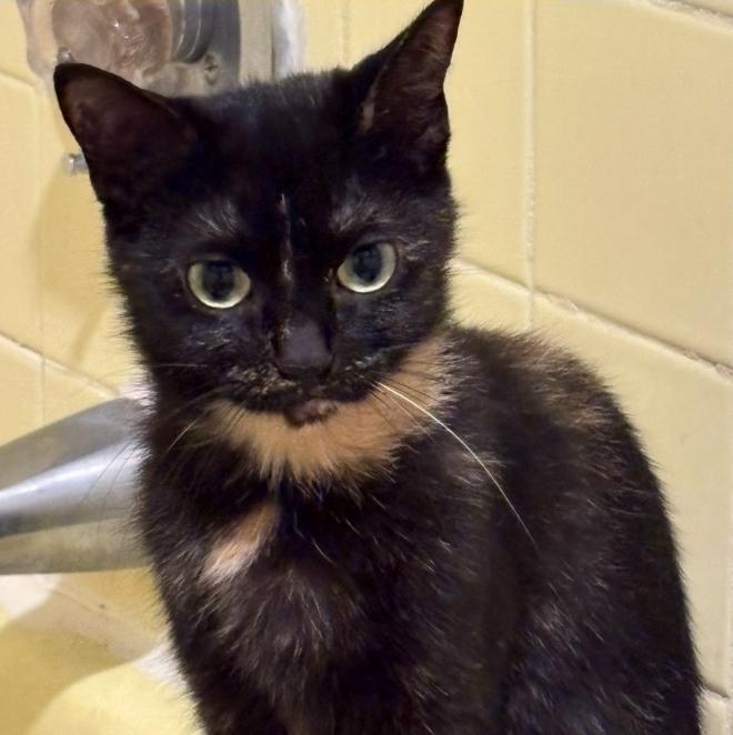 Whitney, a ADOPTABLE mixed breed in Glastonbury, CT image 5/6