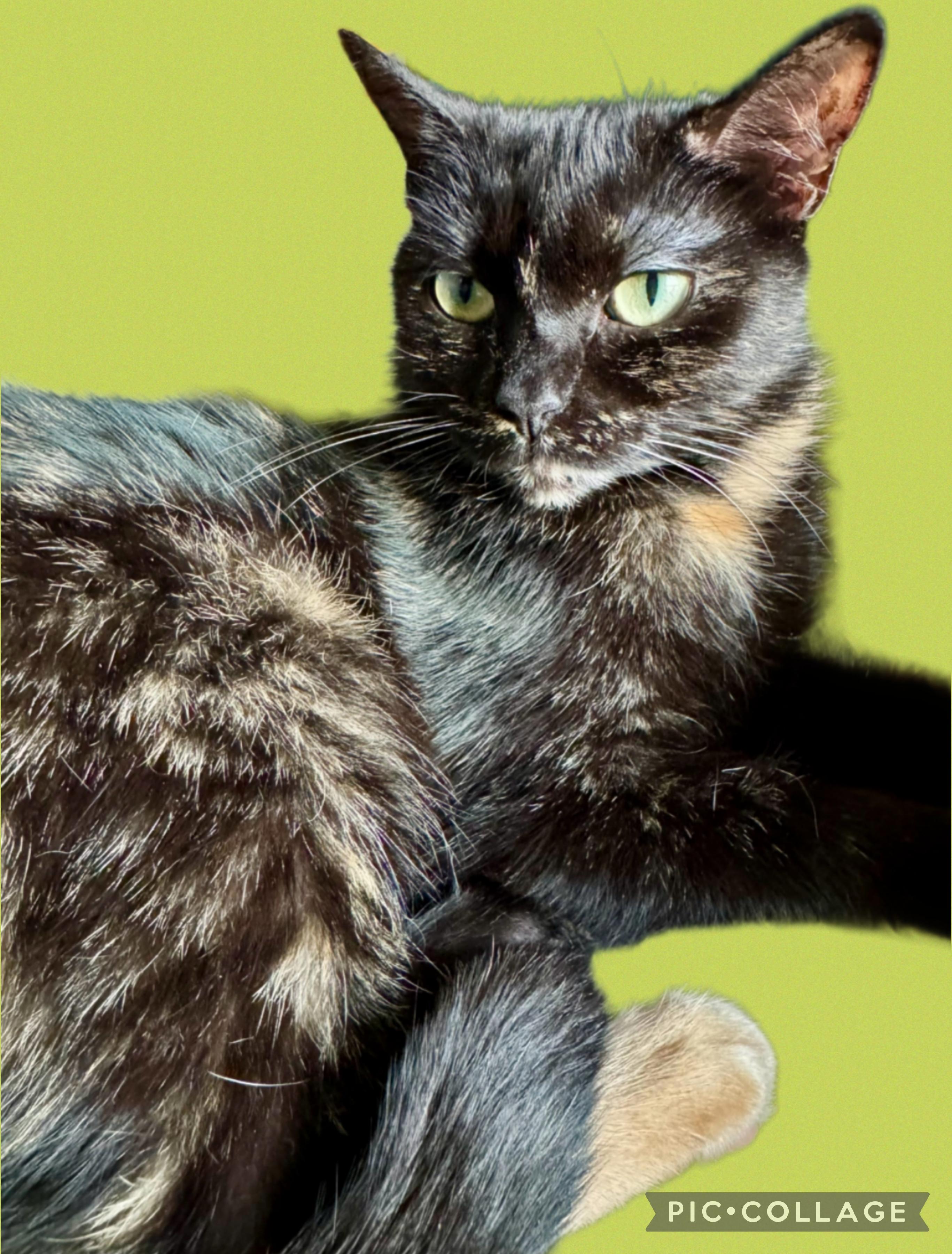 Enlarge Whitney, a Adoptable mixed breed in Glastonbury, CT image 1/5