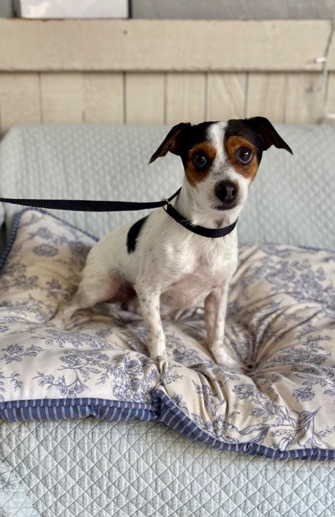 Nemo, Adoptable, Young Male Jack Russell Terrier.