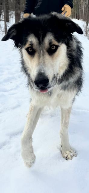 Enlarge **ZENDAYA**, a Adopted mixed breed in North Prairie, WI image 1/3