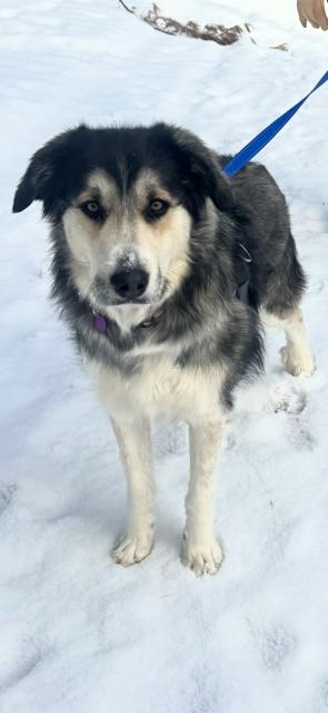 Enlarge **ZENDAYA**, a Adopted mixed breed in North Prairie, WI image 2/3