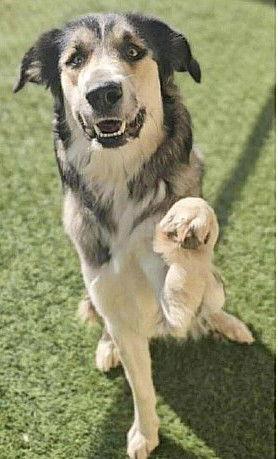 Enlarge **ZENDAYA**, a Adopted mixed breed in North Prairie, WI image 3/3