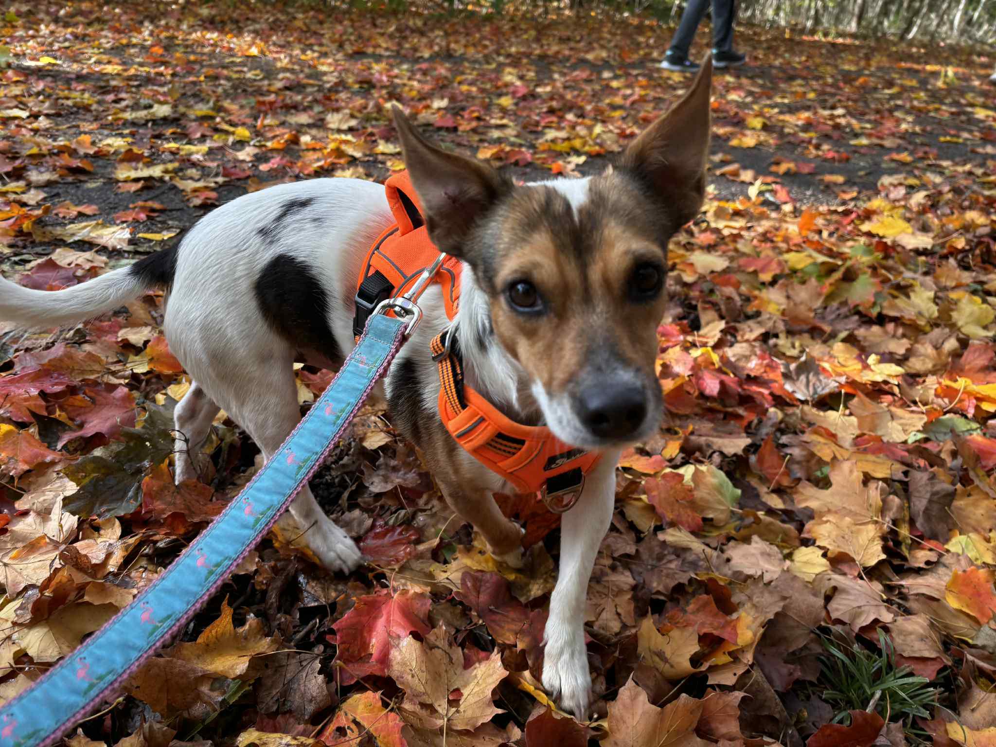 Midnight, adopted, Young Male Jack Russell Terrier.