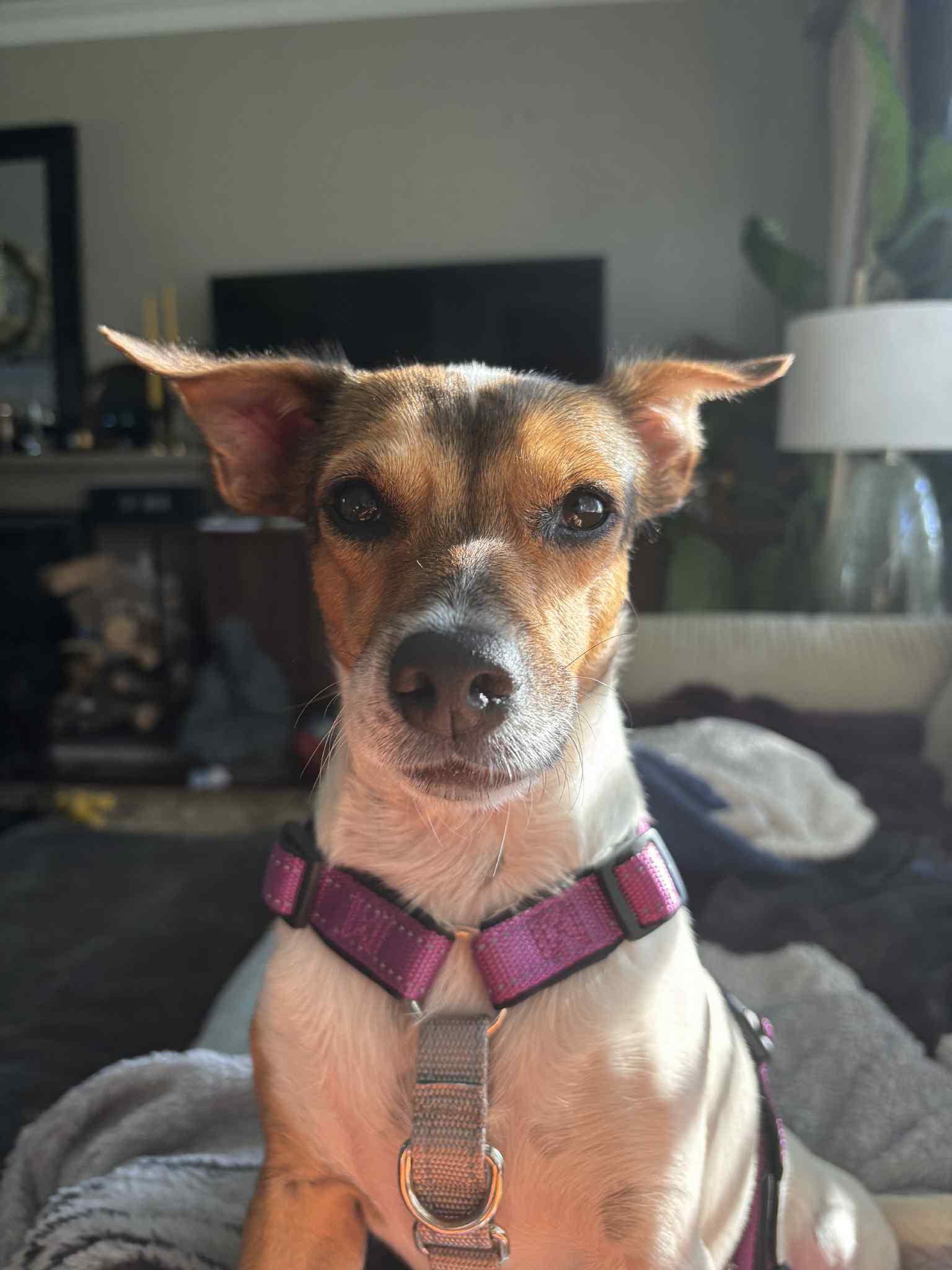 Enlarge Midnight, an adopted mixed breed in Toronto, ON image 2/6