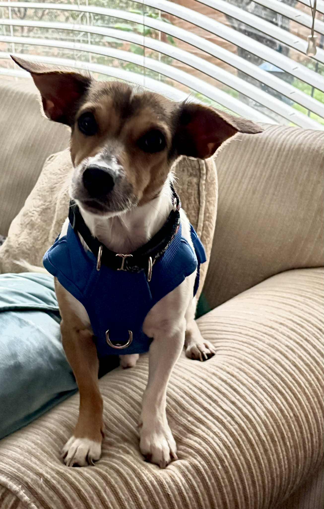 Enlarge Midnight, an adopted mixed breed in Toronto, ON image 3/6