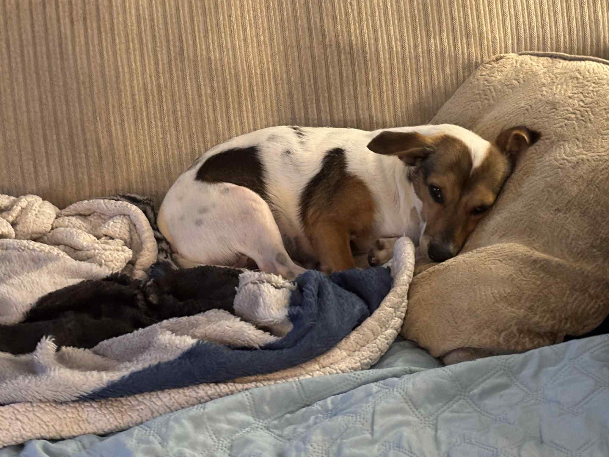 Enlarge Midnight, an adopted mixed breed in Toronto, ON image 4/6