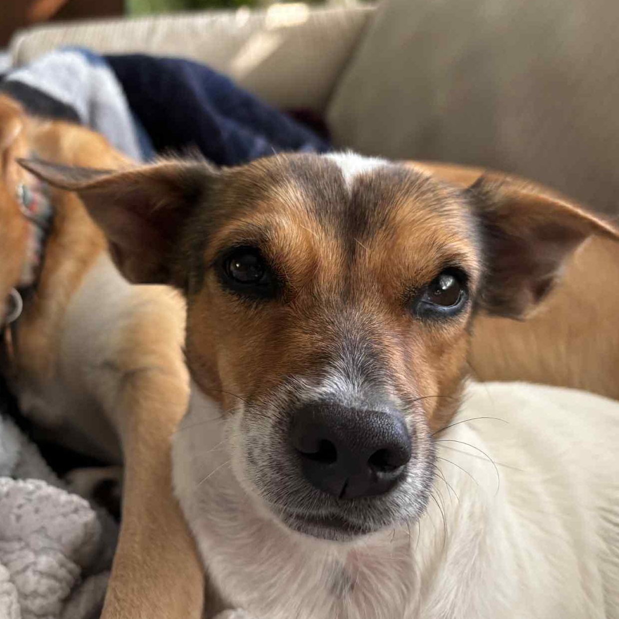 Enlarge Midnight, an adopted mixed breed in Toronto, ON image 5/6