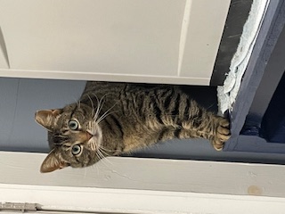 Enlarge Stripes - Fee Sponsored, a Adoptable Domestic Short Hair in Leesburg, VA image 1/3