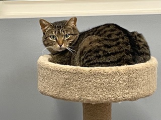 Enlarge Stripes - Fee Sponsored, a Adoptable Domestic Short Hair in Leesburg, VA image 2/3