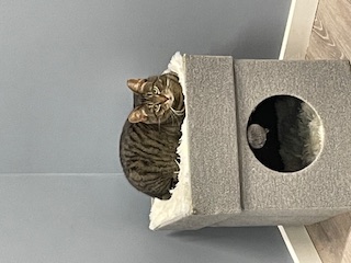 Enlarge Stripes - Fee Sponsored, a Adoptable Domestic Short Hair in Leesburg, VA image 3/3