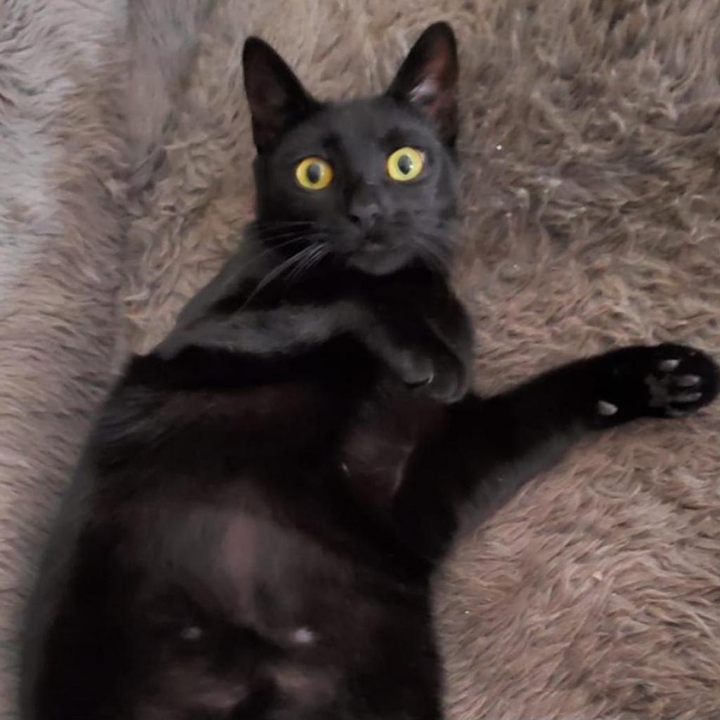 Bristol, Adoptable, Adult Female Domestic Short Hair.