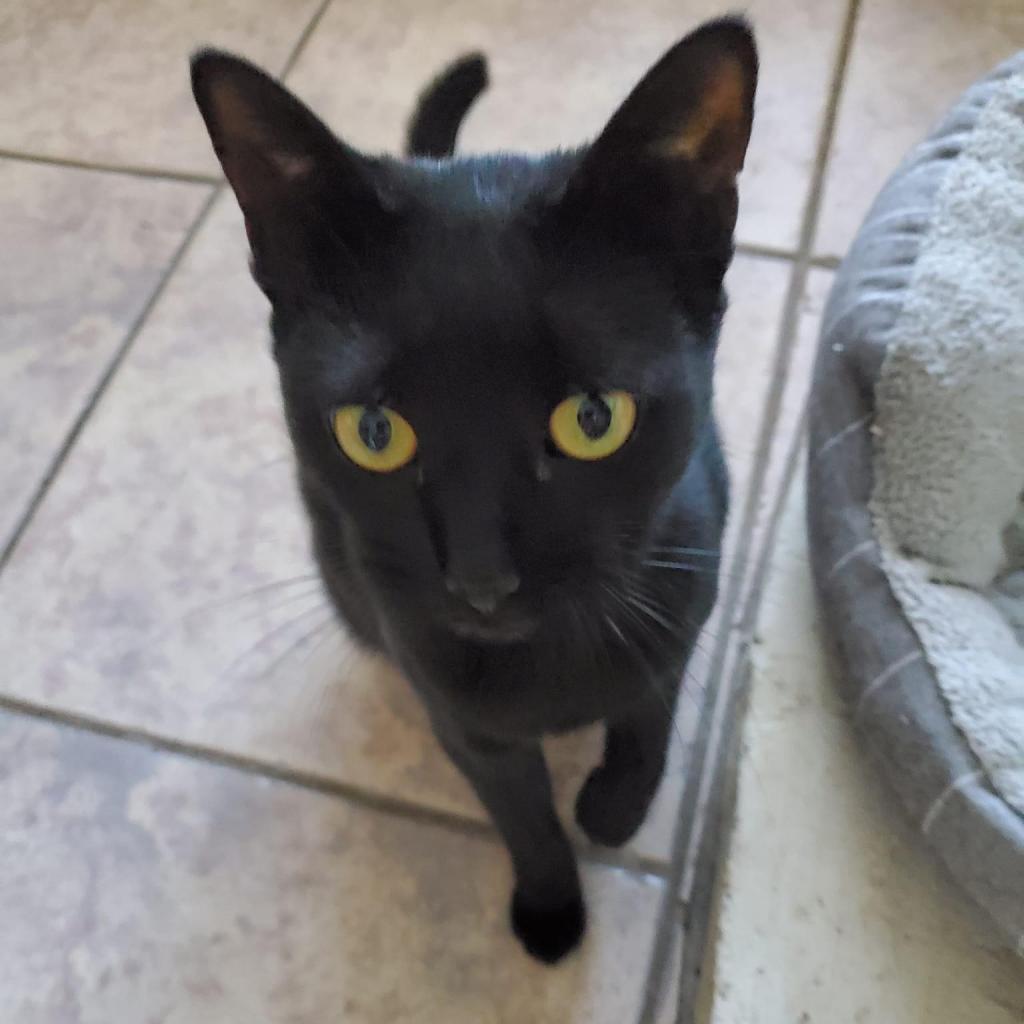 Enlarge Bristol, a Adoptable Domestic Short Hair in Fort Lauderdale, FL image 3/6