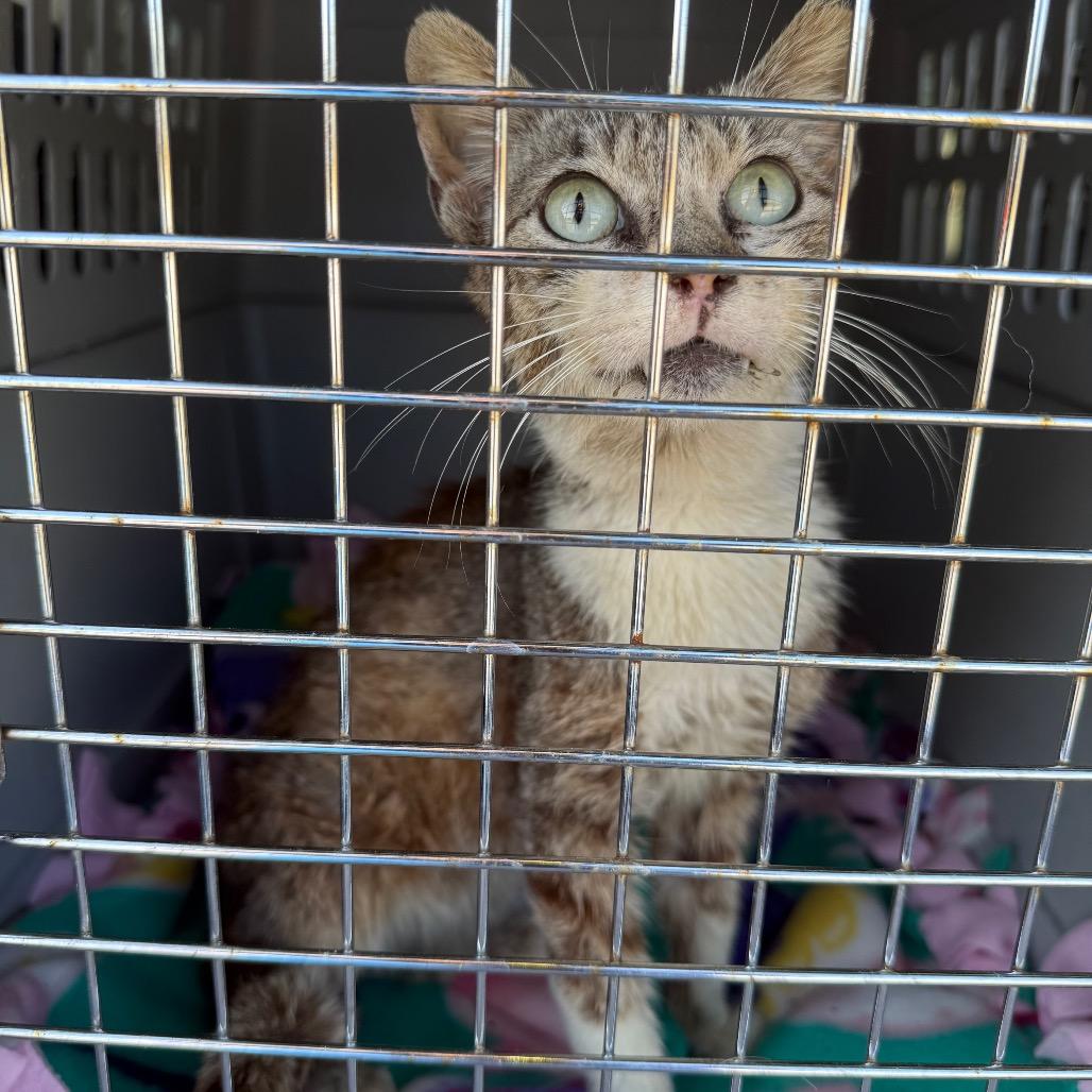 Ronnie - foster or adopter needed!, a Adoptable Domestic Short Hair in North Port, FL image 2/6