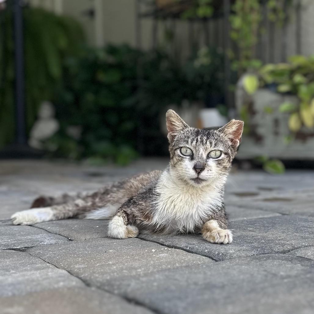 Ronnie - foster or adopter needed!, a Adoptable Domestic Short Hair in North Port, FL image 3/6