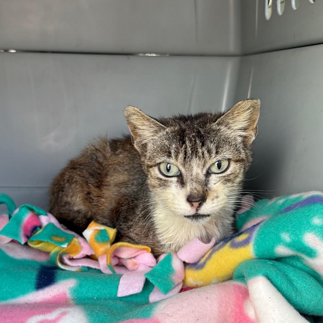 Ronnie - foster or adopter needed!, a Adoptable Domestic Short Hair in North Port, FL image 4/6