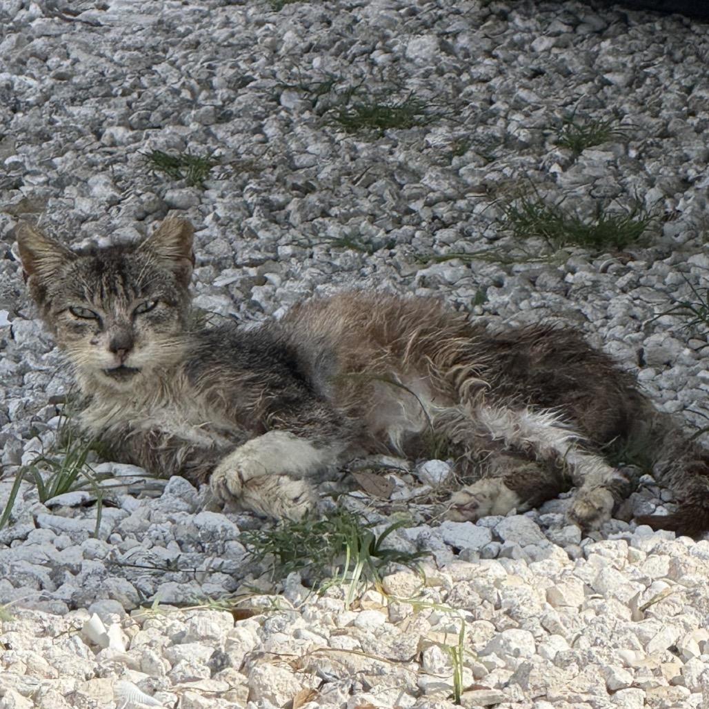 Ronnie - foster or adopter needed!, a Adoptable Domestic Short Hair in North Port, FL image 5/6