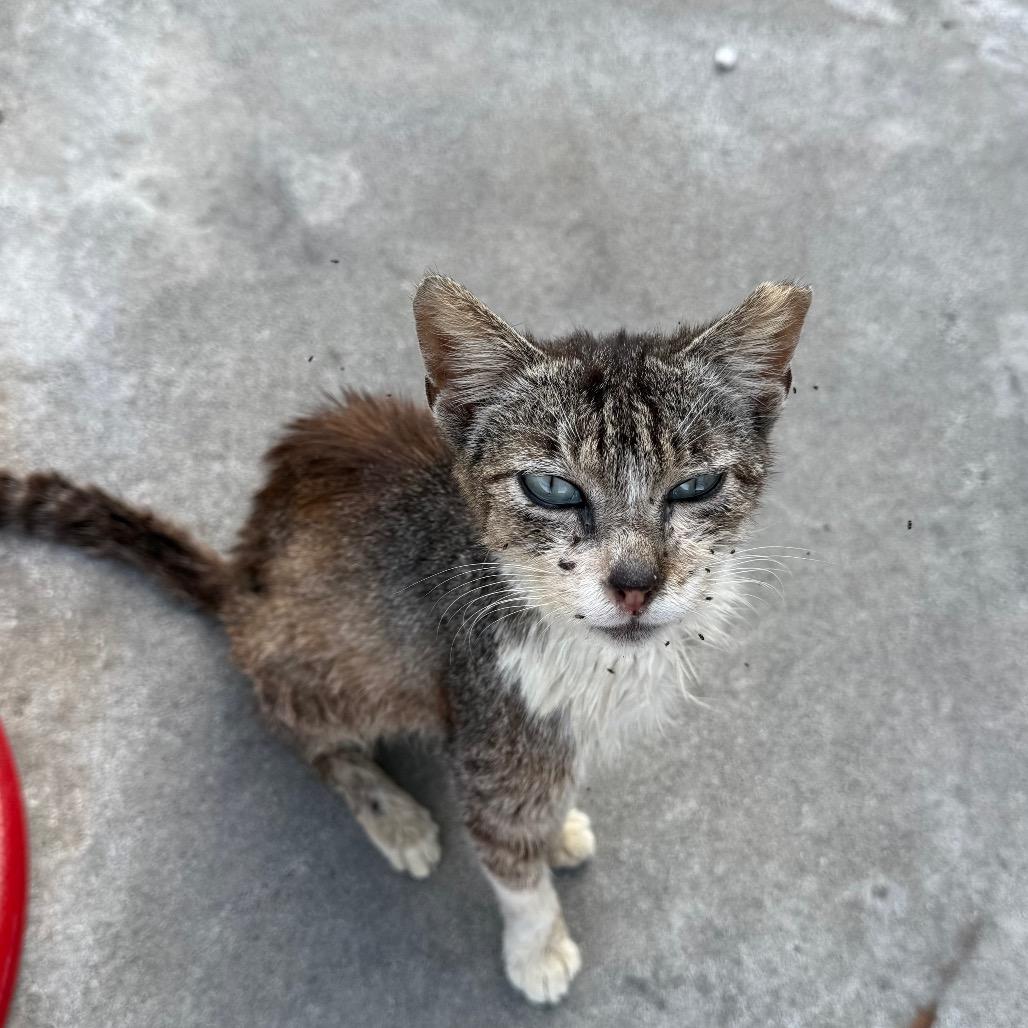 Ronnie - foster or adopter needed!, a Adoptable Domestic Short Hair in North Port, FL image 6/6