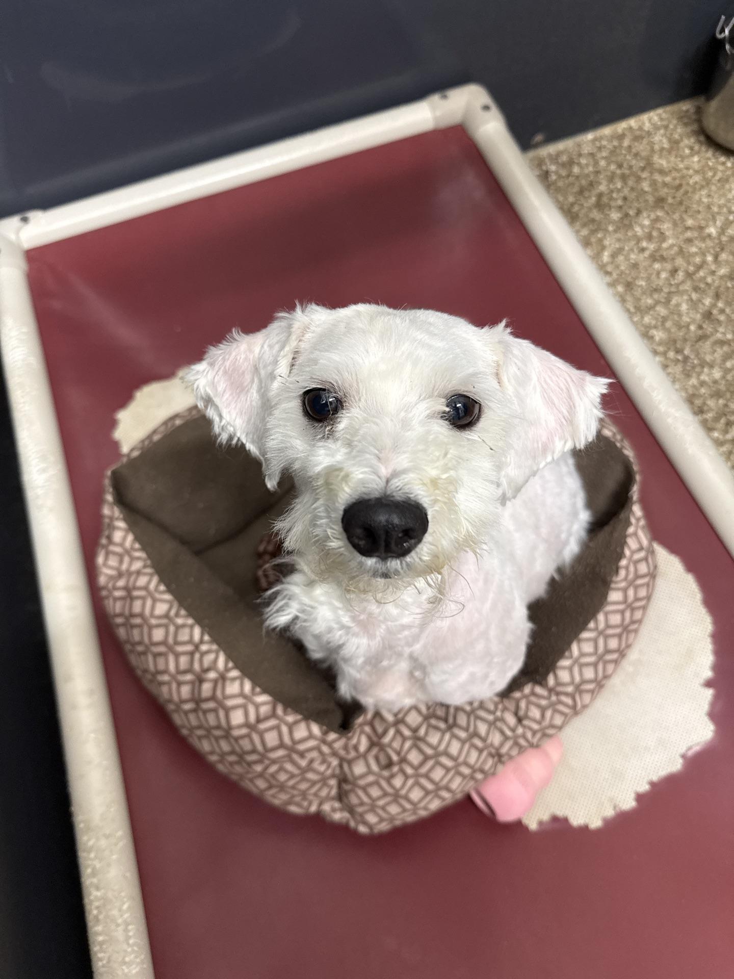 Luther, adopted, Young Male Maltese.