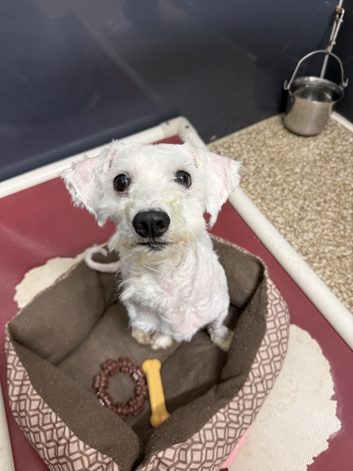 Luther, an adopted mixed breed in Baton Rouge, LA image 3/3