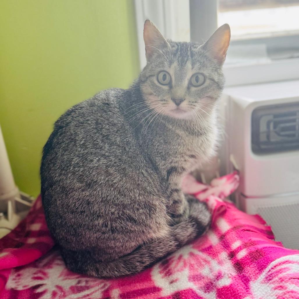 Juliet, a Adoptable Domestic Short Hair in Brownsboro, AL image 1/2