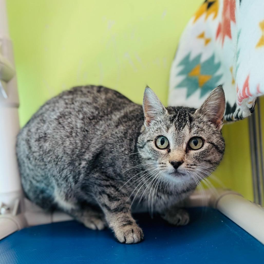 Juliet, a Adoptable Domestic Short Hair in Brownsboro, AL image 2/2