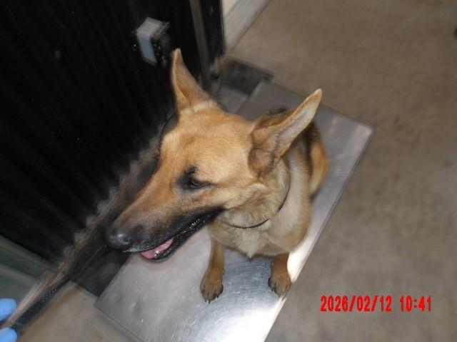 Mary Jane Watson, Adoptable, Adult Female German Shepherd Dog.