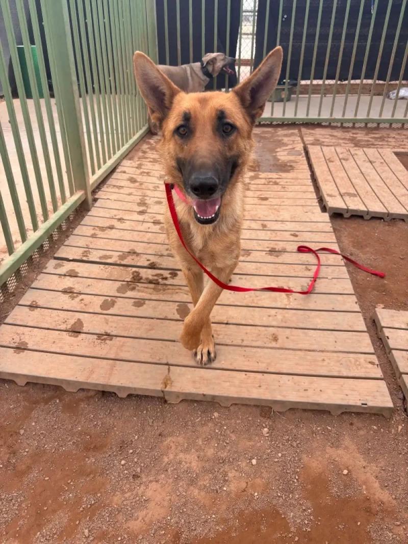 Enlarge Mary Jane Watson, a Adoptable German Shepherd Dog in Hobbs, NM image 2/6