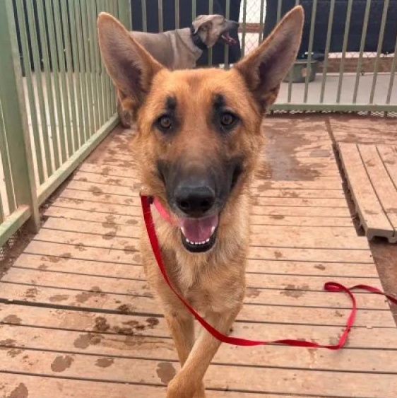 Enlarge Mary Jane Watson, a Adoptable German Shepherd Dog in Hobbs, NM image 1/2