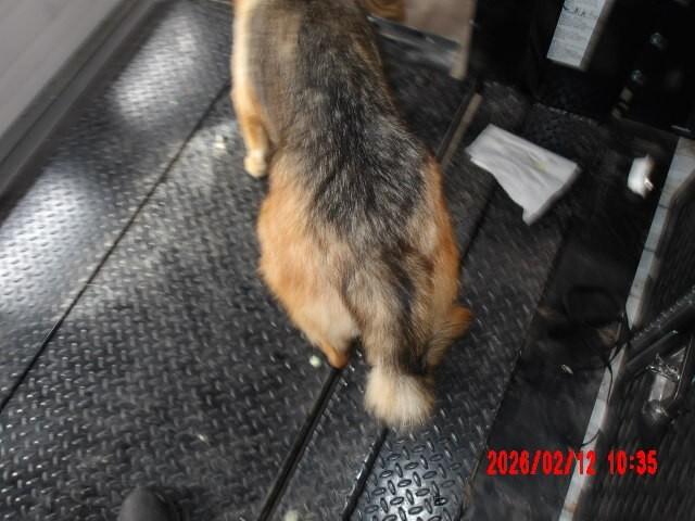 Enlarge Mary Jane Watson, a Adoptable German Shepherd Dog in Hobbs, NM image 3/6