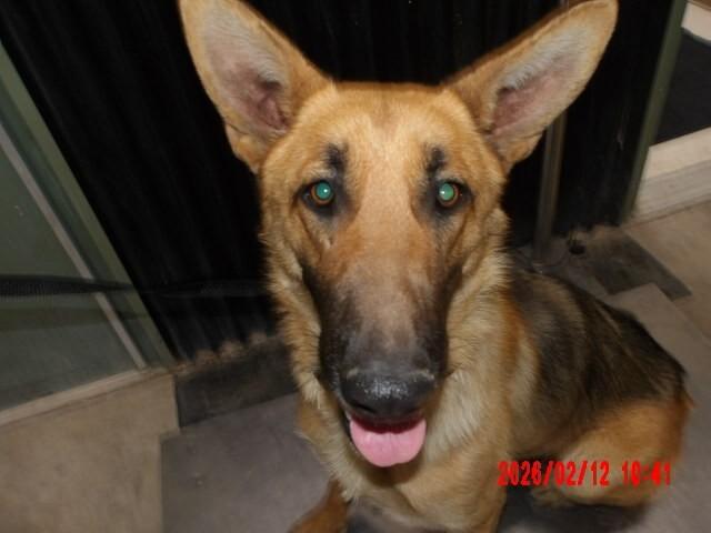 Enlarge Mary Jane Watson, a Adoptable German Shepherd Dog in Hobbs, NM image 2/2