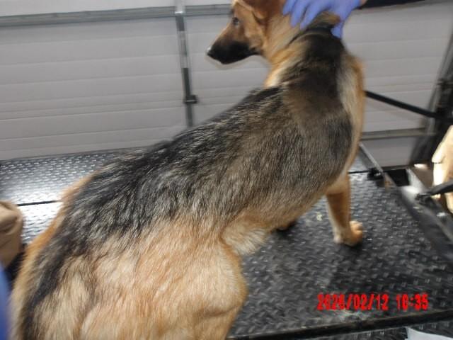 Enlarge Mary Jane Watson, a Adoptable German Shepherd Dog in Hobbs, NM image 4/6