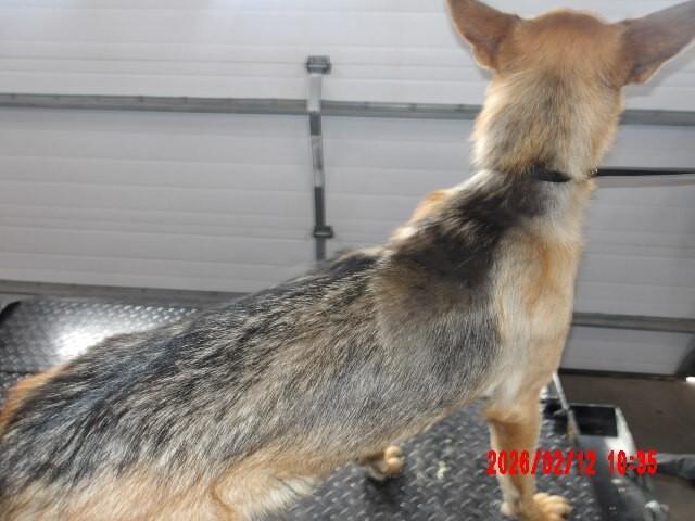 Enlarge Mary Jane Watson, a Adoptable German Shepherd Dog in Hobbs, NM image 5/6
