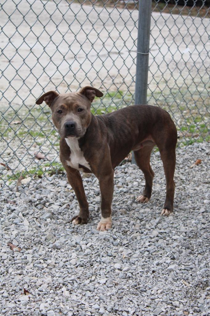 Mocha, Adoptable, Adult Female Pit Bull Terrier.