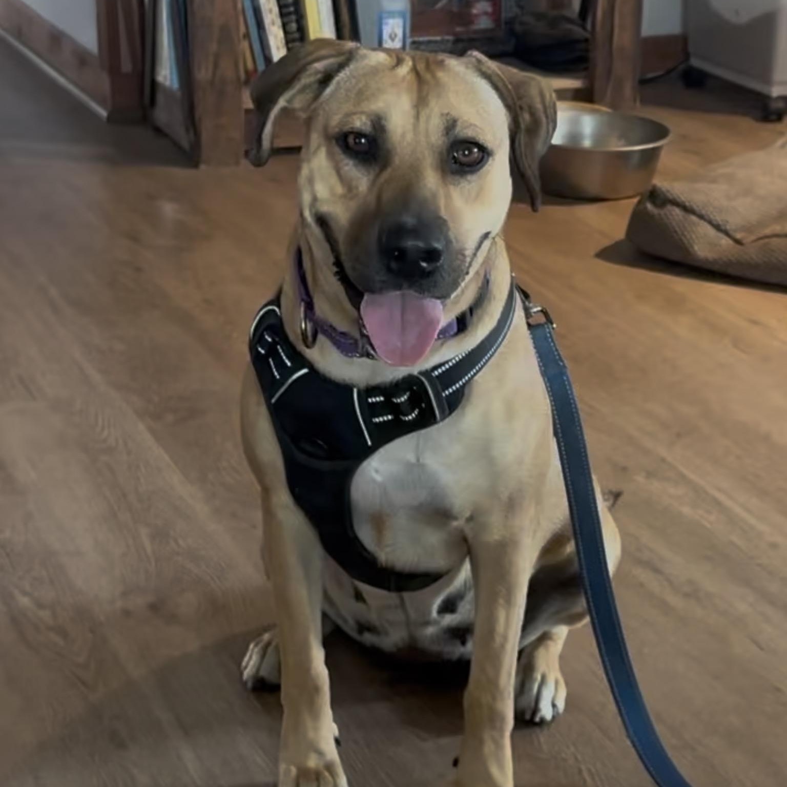 Enlarge Hazel, a Adoptable mixed breed in Granbury, TX image 1/6