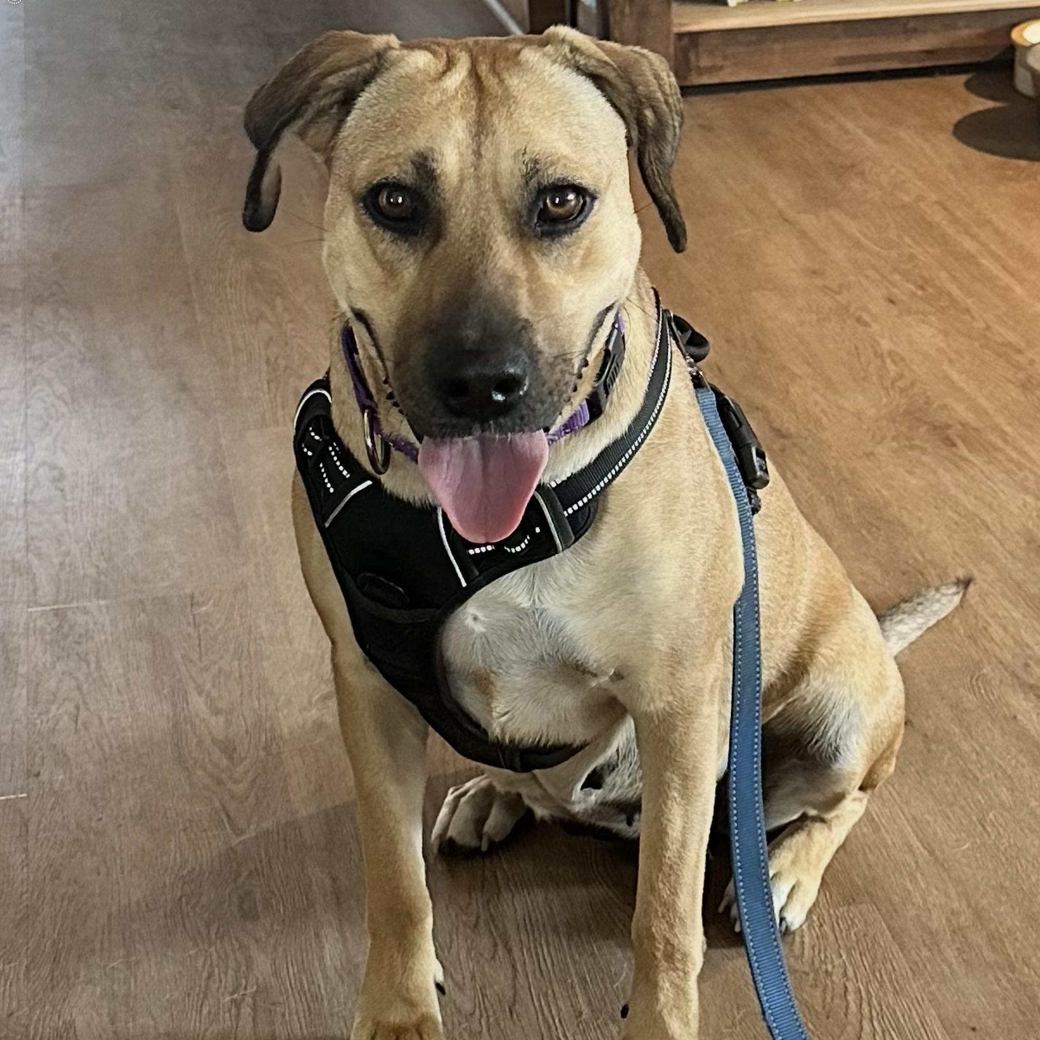 Enlarge Hazel, a Adoptable mixed breed in Granbury, TX image 6/6