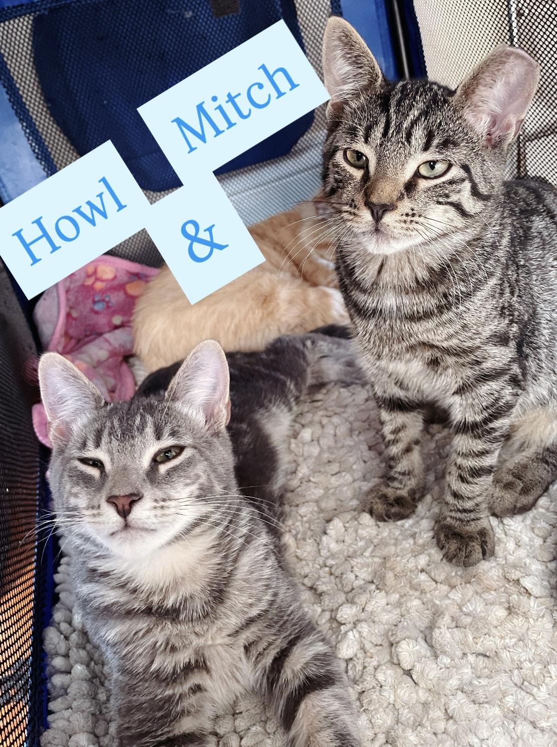 Enlarge *BONDED BROTHERS*  Sweet Howl & Mitch, a Adoptable American Shorthair image 2/6