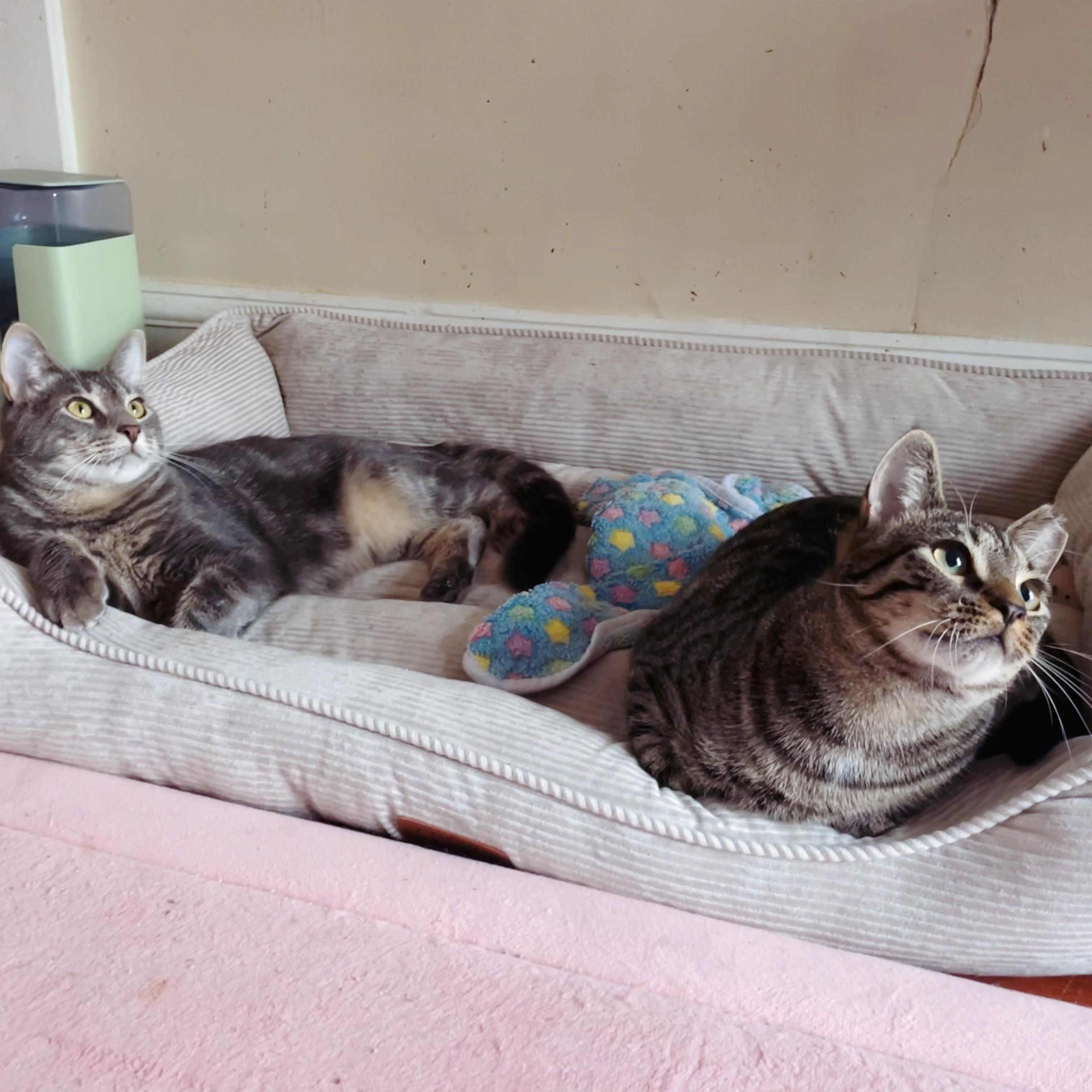 Enlarge *BONDED BROTHERS*  Sweet Howl & Mitch, a Adoptable American Shorthair image 4/6