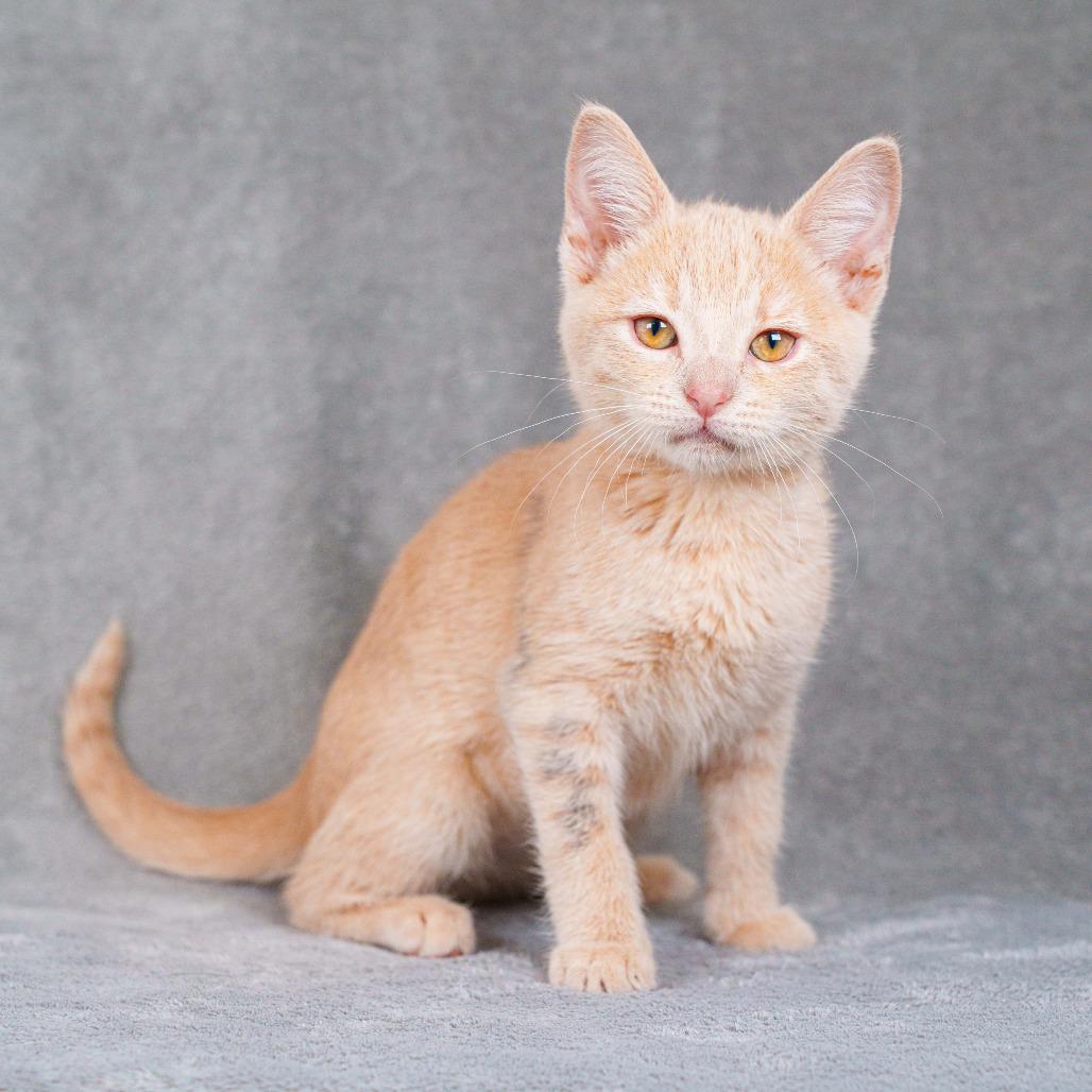 Enlarge Clementine, a Adoptable Domestic Short Hair in Sunnyvale, CA image 1/1