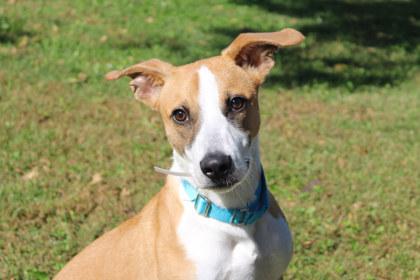 Glenn, Adoptable, Adult Male Hound & Mixed Breed.