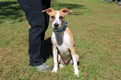 Enlarge Glenn, a Adoptable mixed breed in Kansas City, MO image 2/3