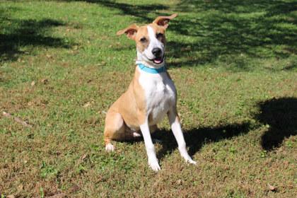 Enlarge Glenn, a Adoptable mixed breed in Kansas City, MO image 3/3