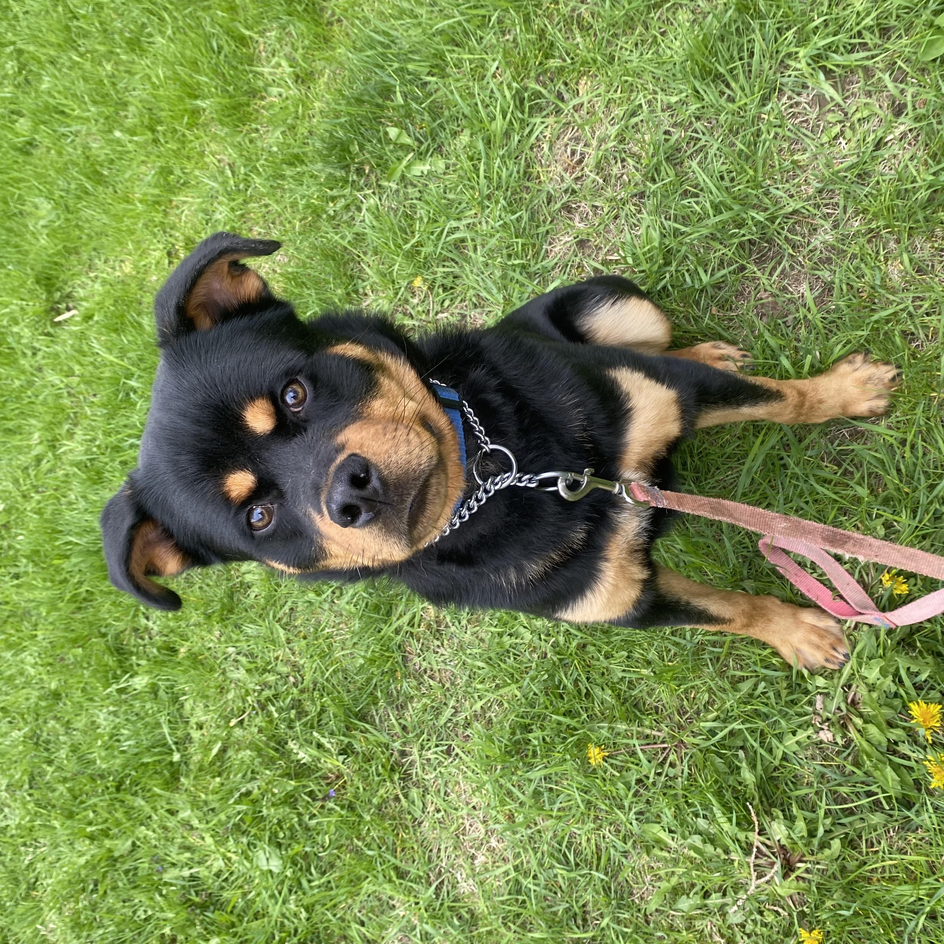 Chum, a ADOPTABLE mixed breed in Vaudreuil-Dorion, QC image 2/5