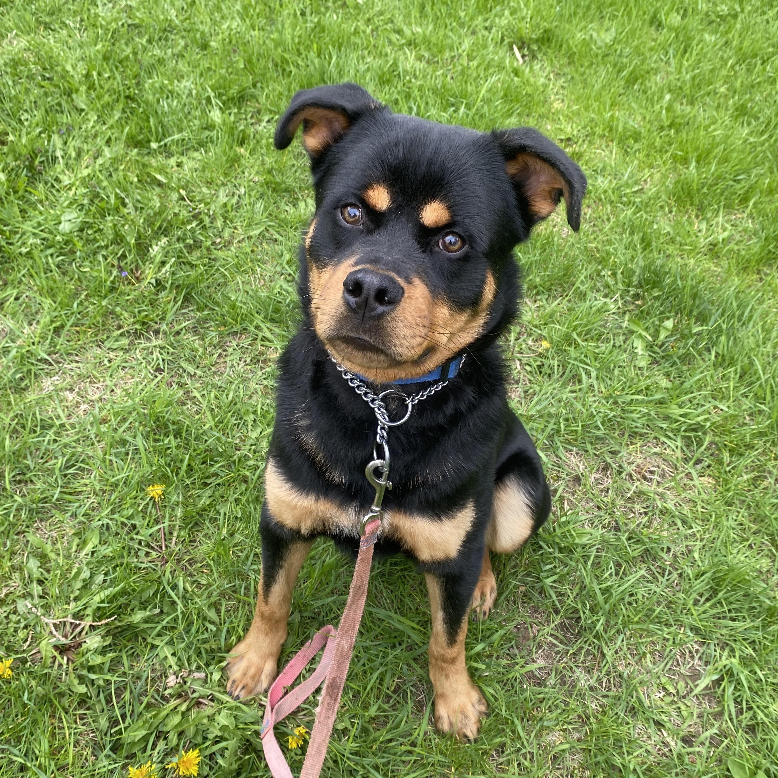Chum, a ADOPTABLE mixed breed in Vaudreuil-Dorion, QC image 2/5