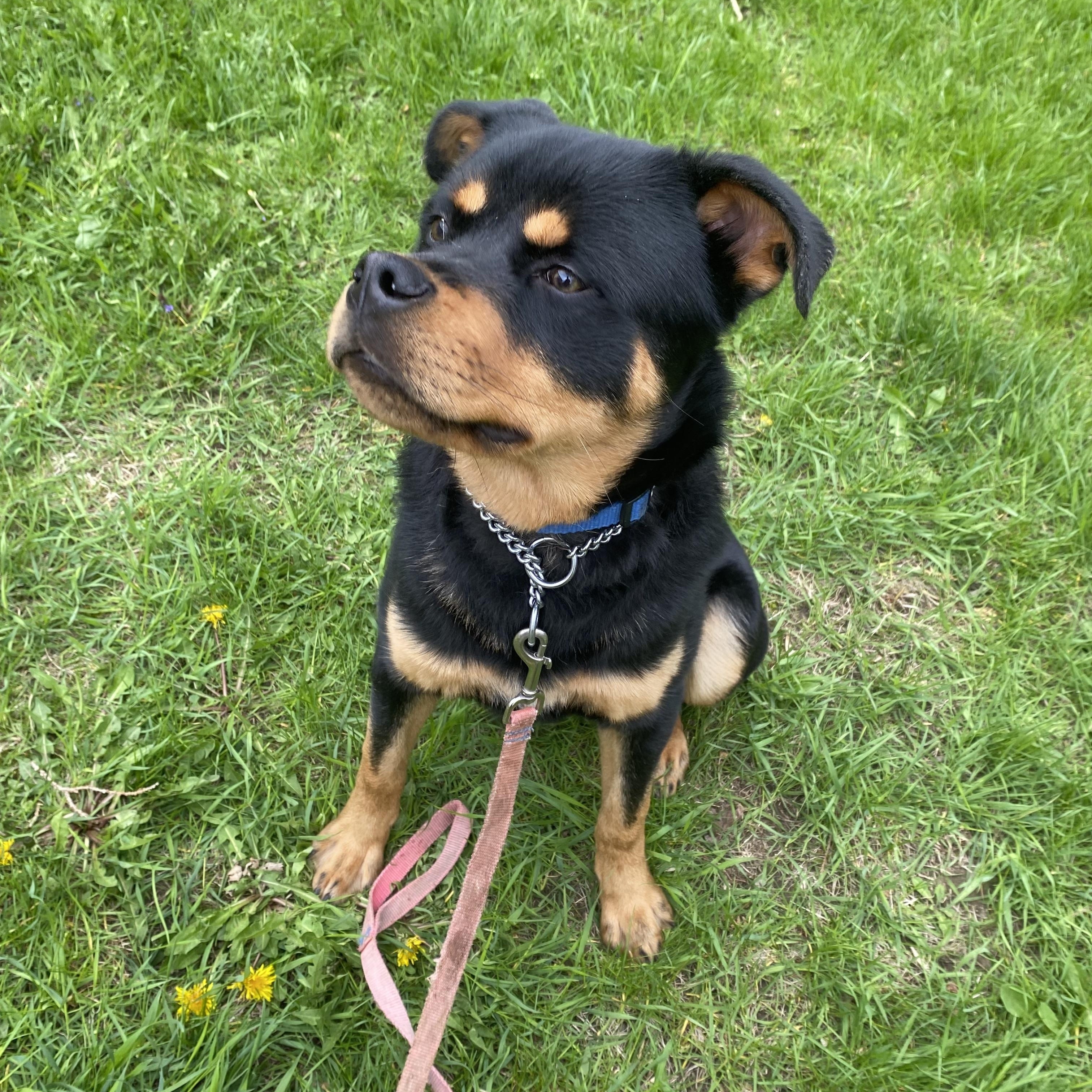 Chum, a ADOPTABLE mixed breed in Vaudreuil-Dorion, QC image 1/5