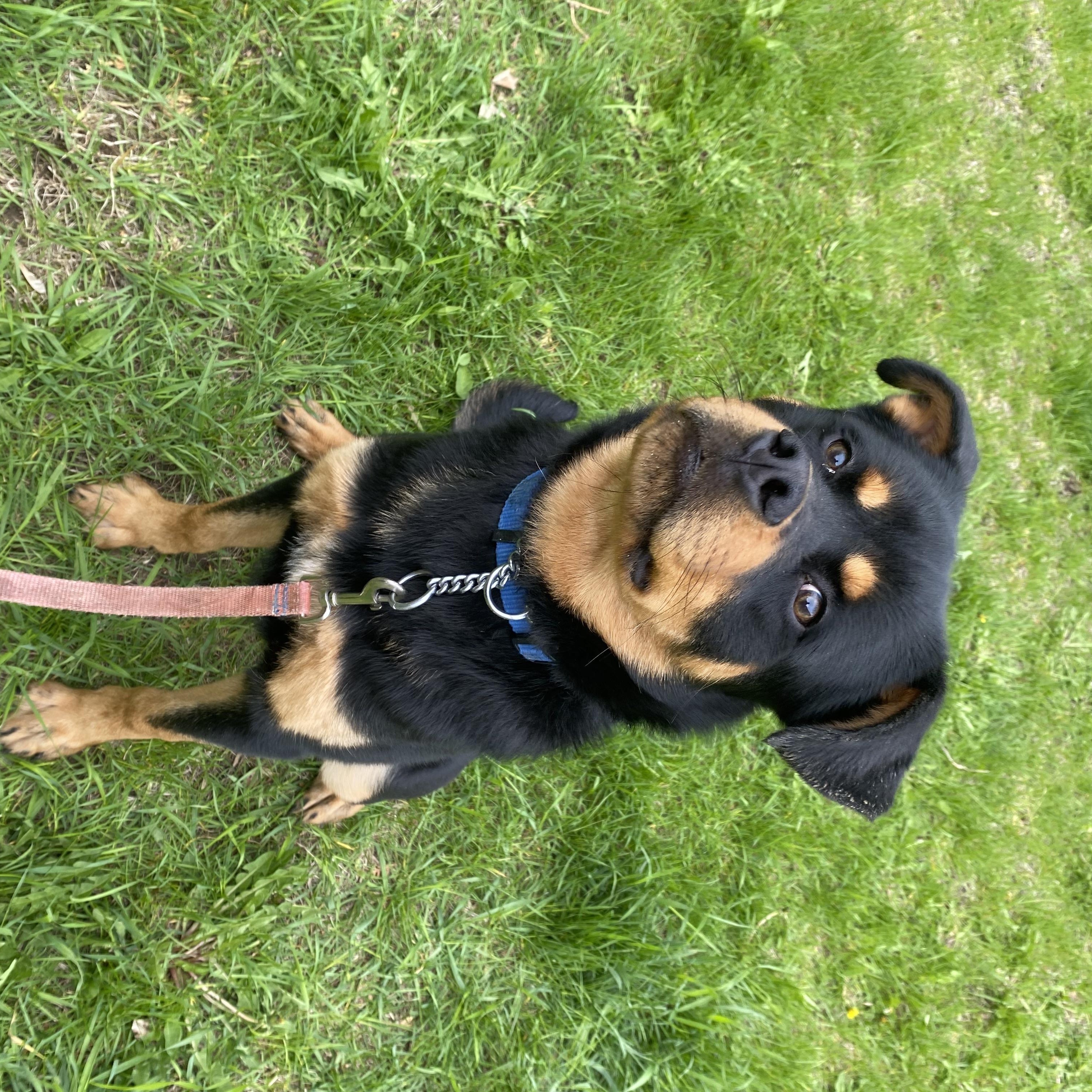 Chum, a ADOPTABLE mixed breed in Vaudreuil-Dorion, QC image 5/5
