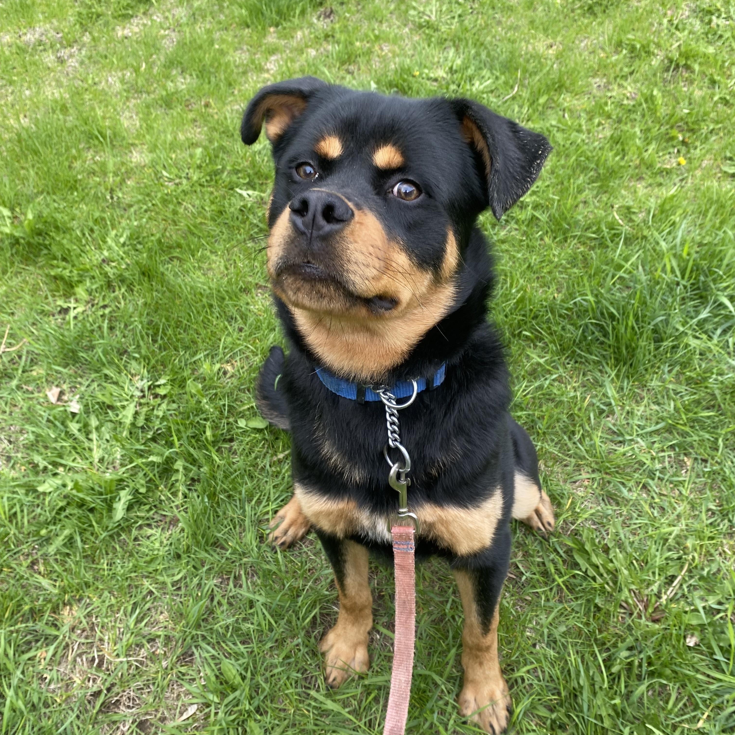 Chum, a ADOPTABLE mixed breed in Vaudreuil-Dorion, QC image 5/5