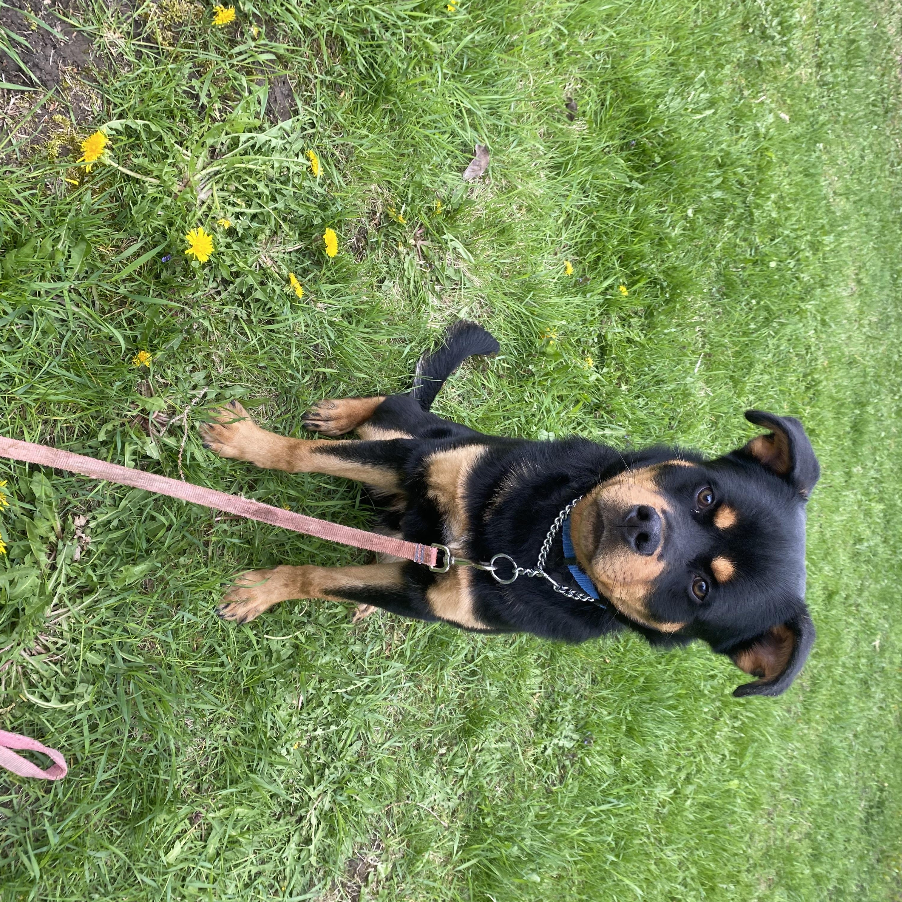 Chum, a ADOPTABLE mixed breed in Vaudreuil-Dorion, QC image 3/5