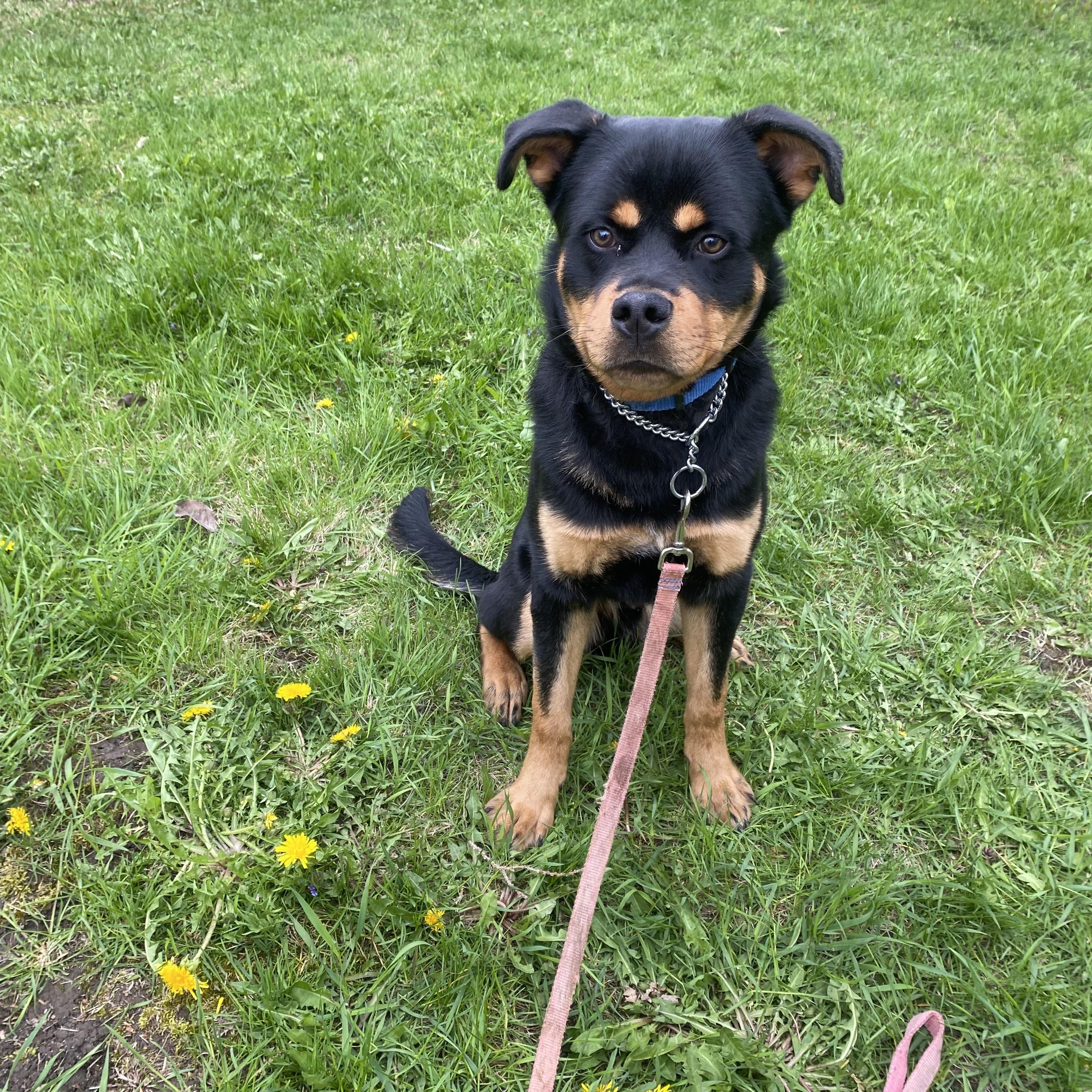 Chum, a ADOPTABLE mixed breed in Vaudreuil-Dorion, QC image 3/5