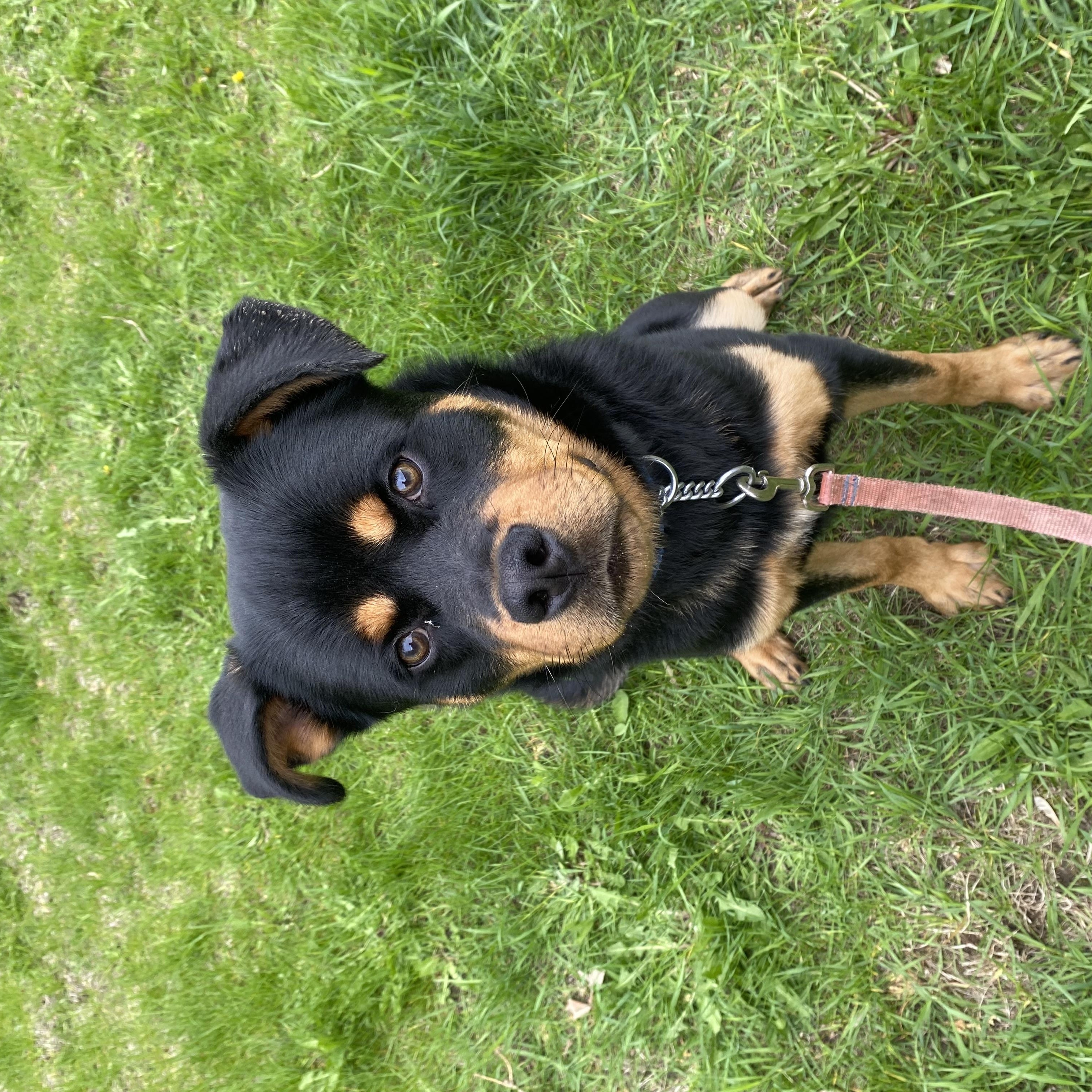Chum, a ADOPTABLE mixed breed in Vaudreuil-Dorion, QC image 4/5
