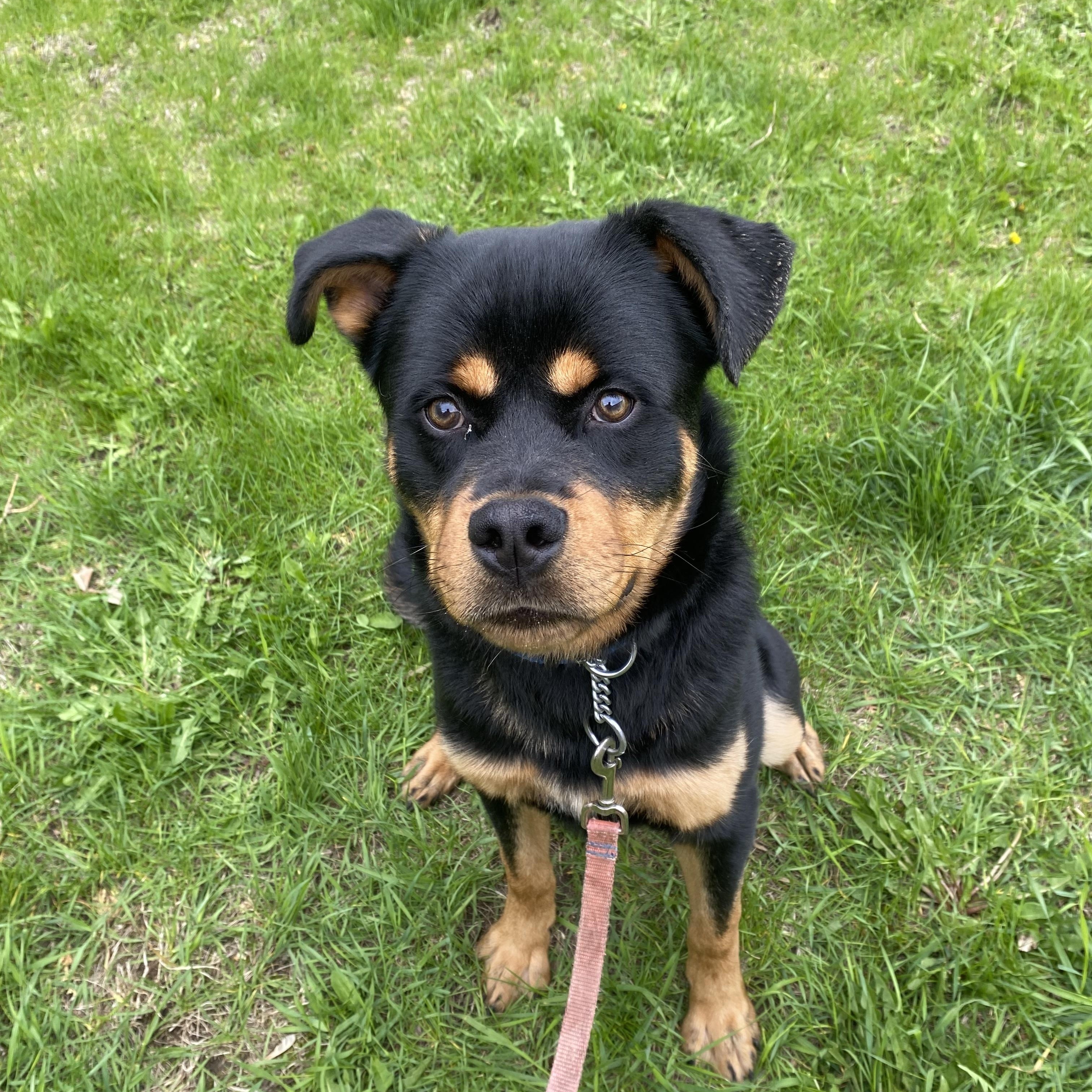 Chum, a ADOPTABLE mixed breed in Vaudreuil-Dorion, QC image 4/5